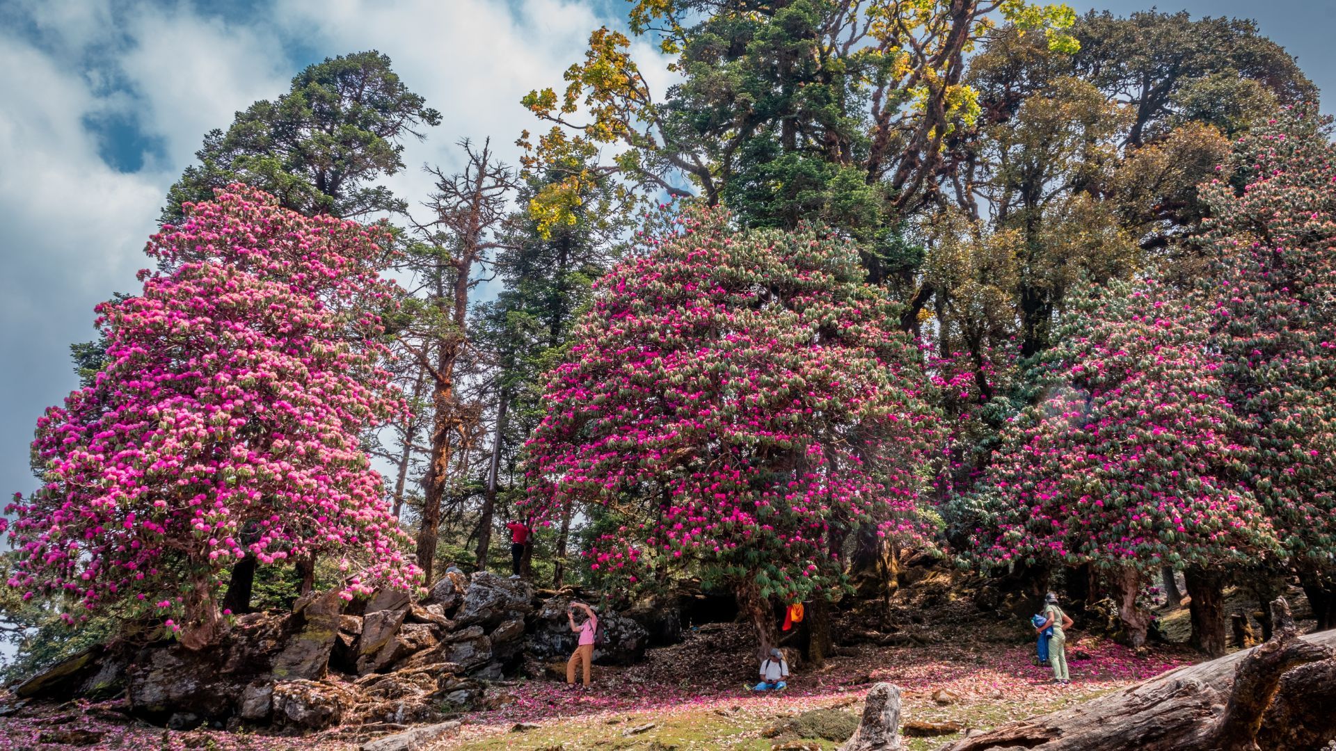 rhododendron treks