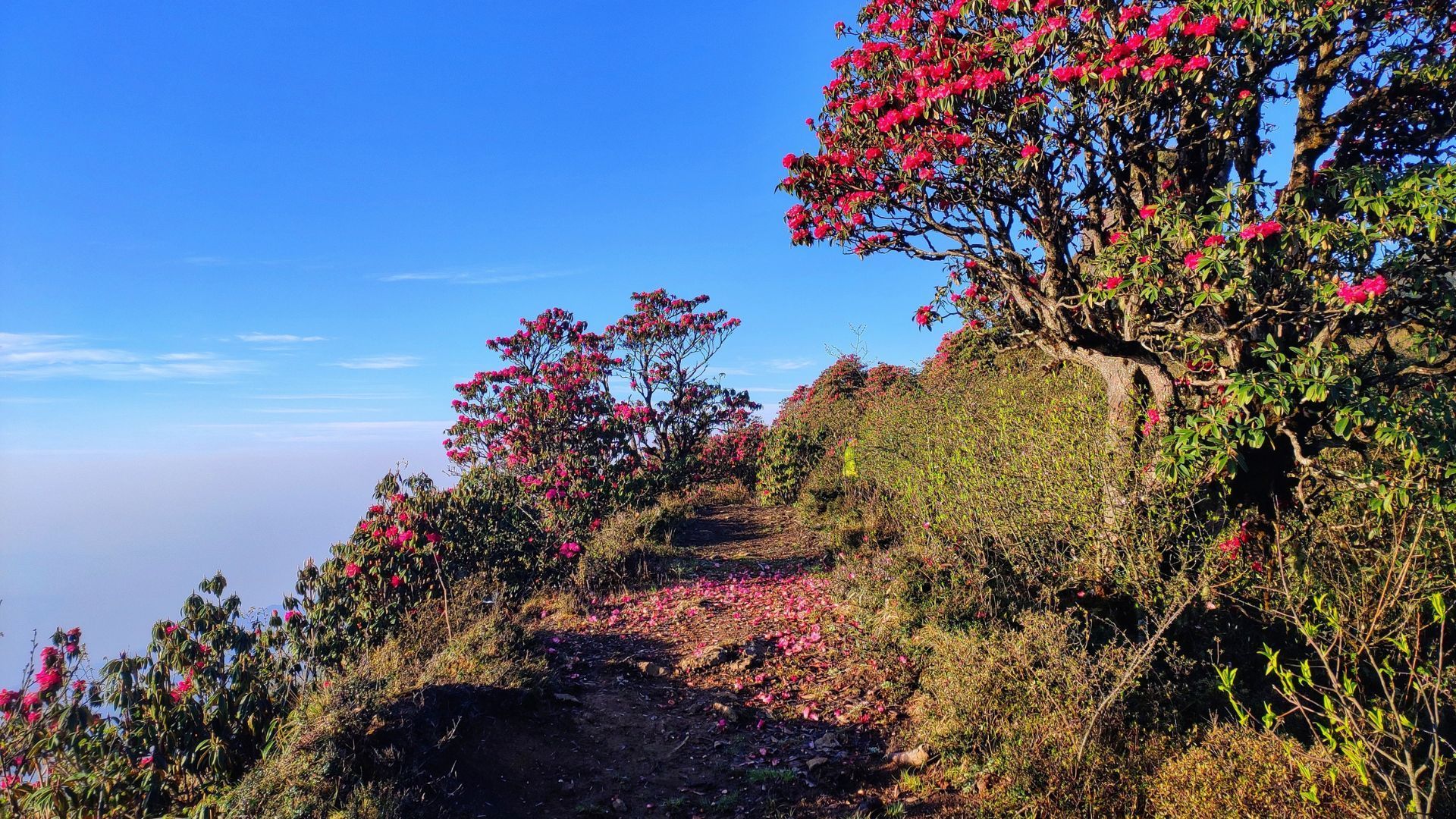 rhododendron treks
