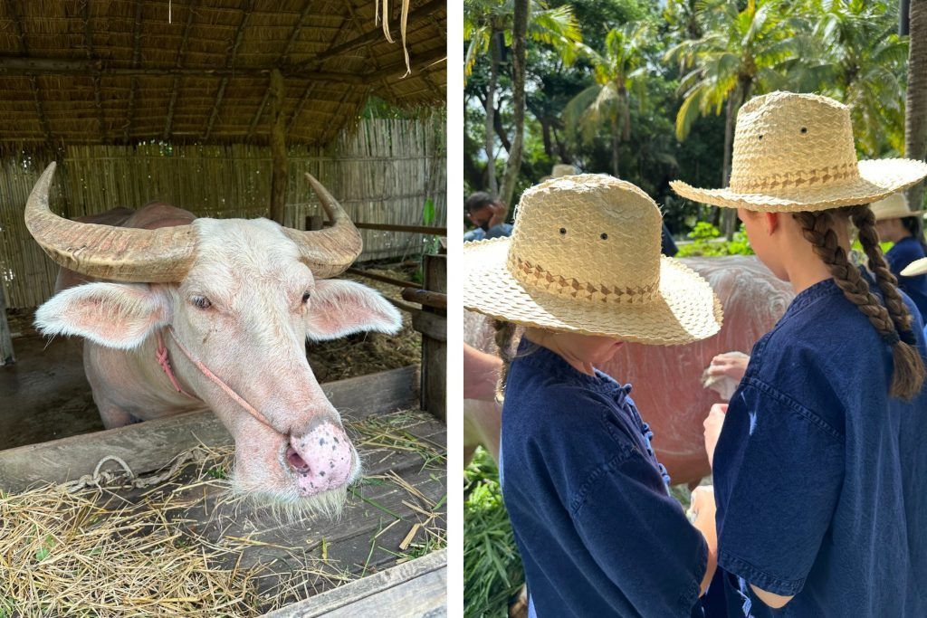 The resort's rare albino buffalo, Family Trip in Thailand
