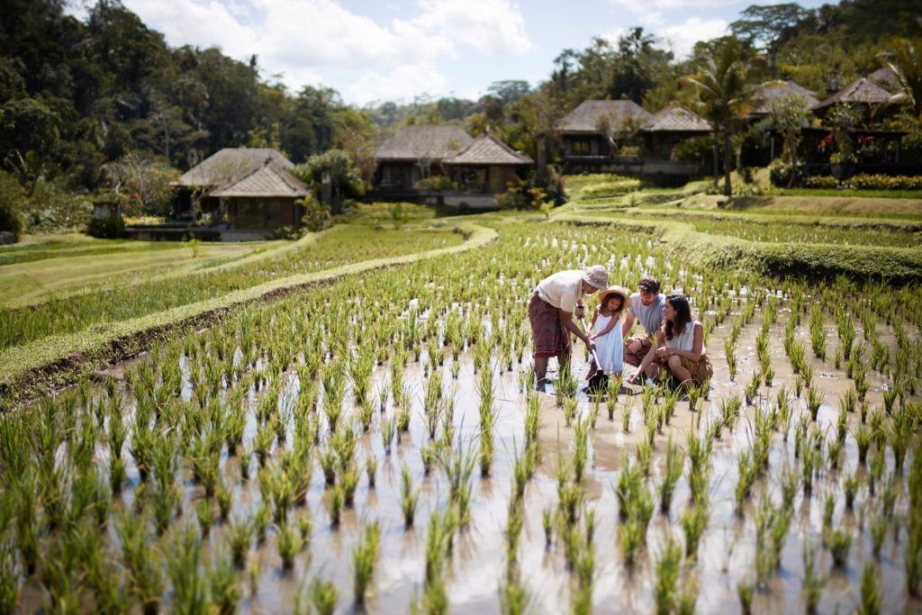Subak farming in Mandapa's rice fields.