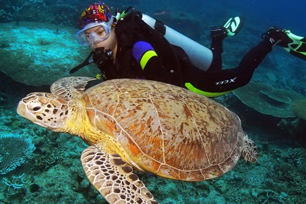 Swimming with sea turtles, Club Paradise Palawan.