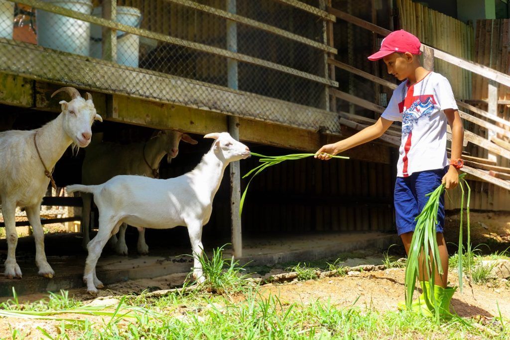 Farm days at Six Senses Yao Noi include feeding goats.