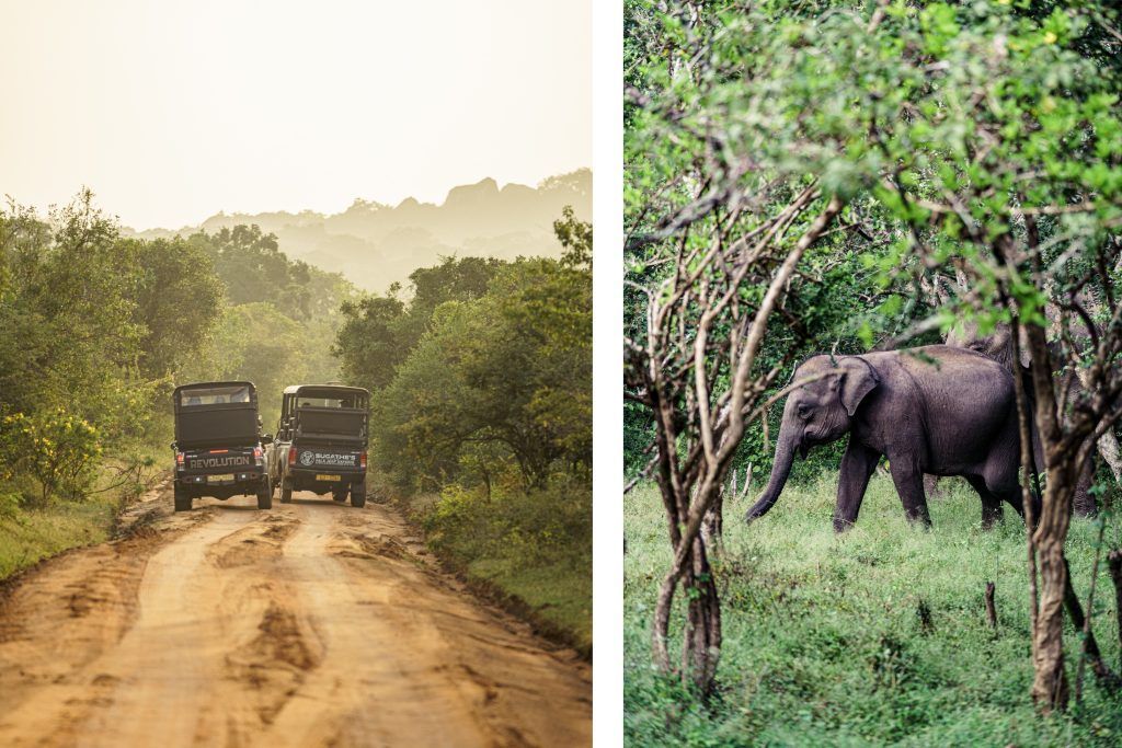 Yala National Park, Sri Lanka