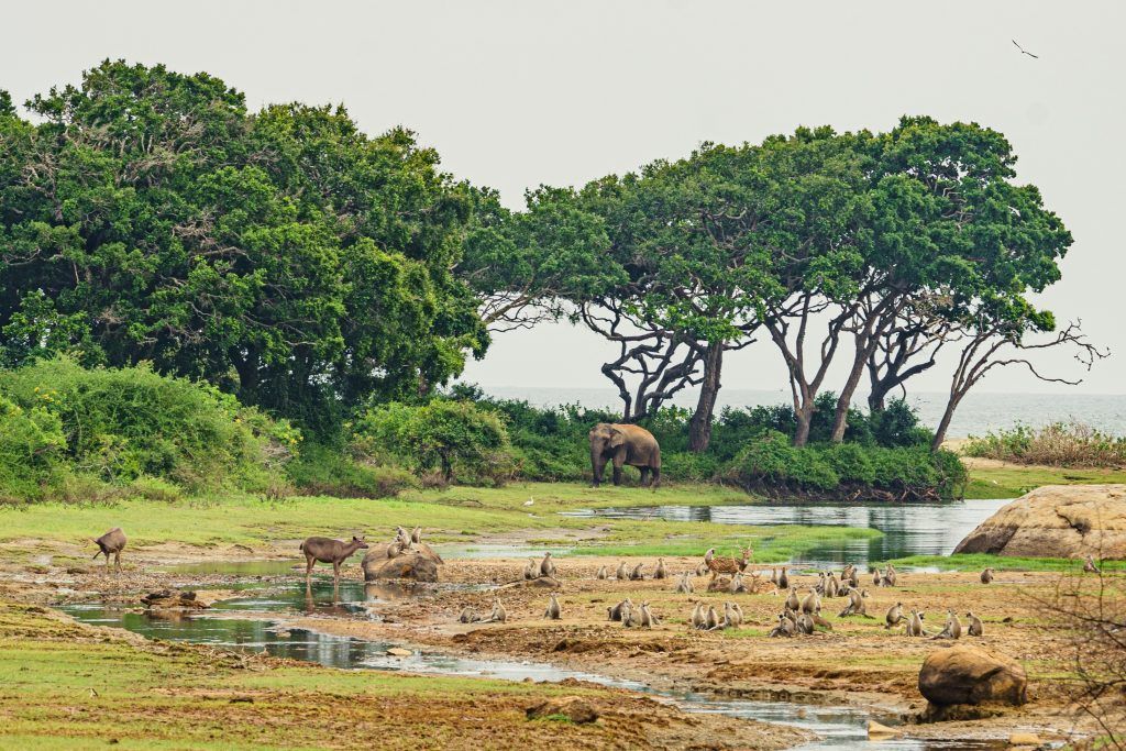 Wildlife in Yala National Park;