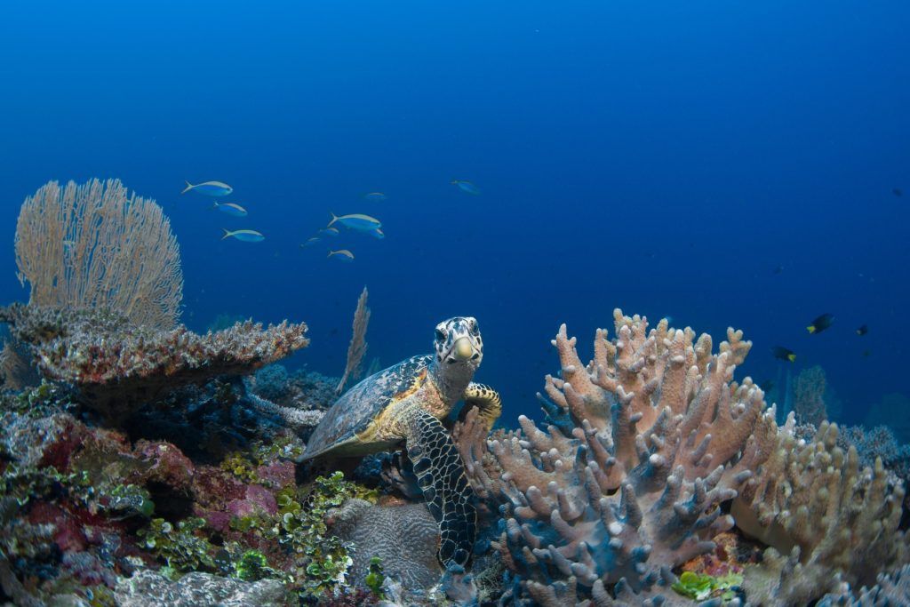 A reef resident at Six Senses Laamu