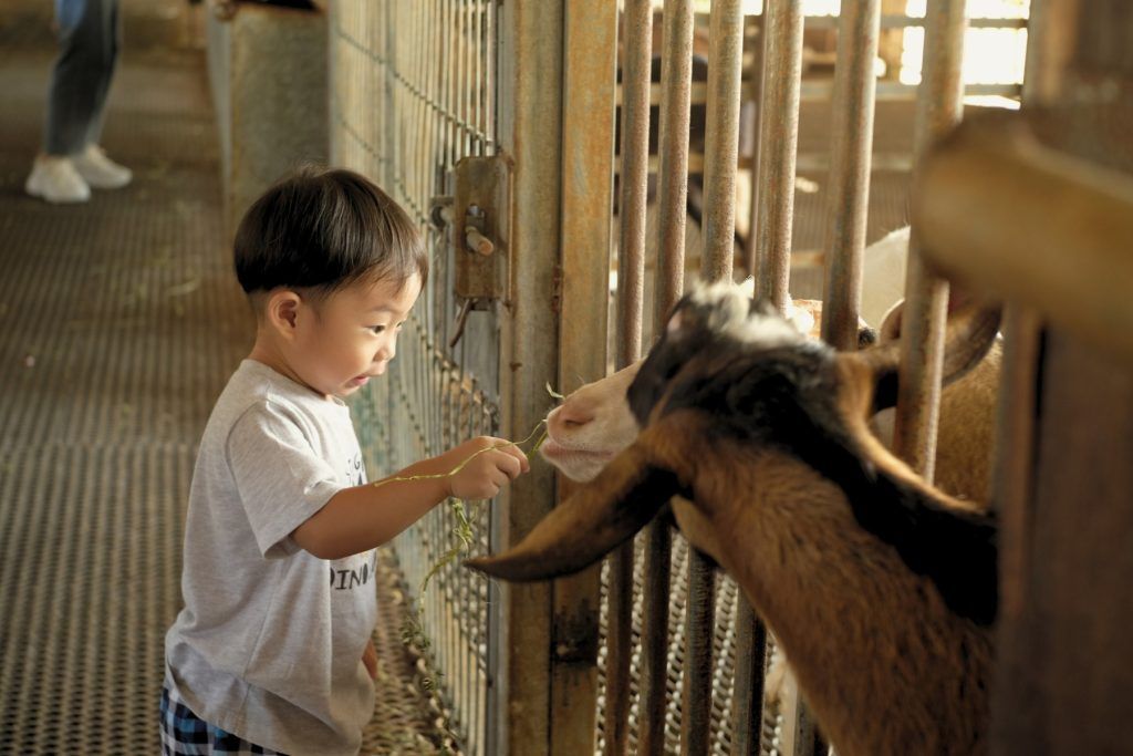 Goat- feeding at Hay Dairies Farm, Singapore for the Kids