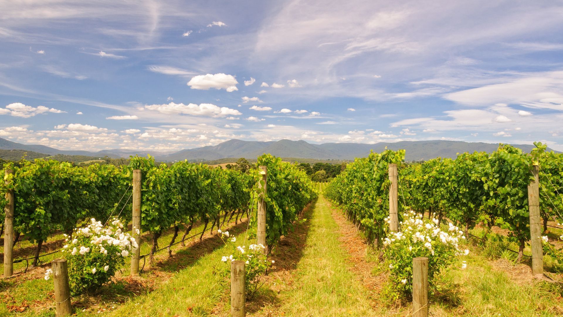 Yarra Valley Vineyard