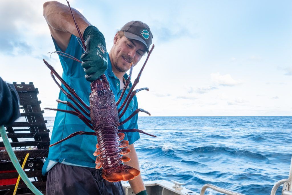 A deckhand wrangles a lobster, Houtman Abrolhos Cruise