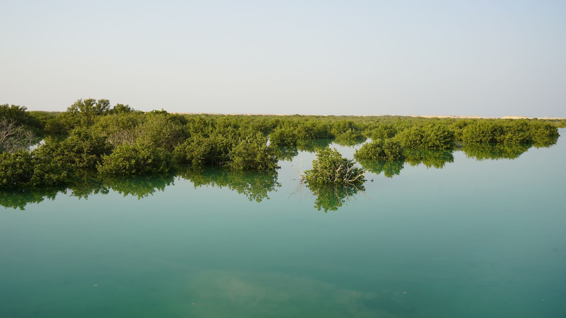 Purple Island