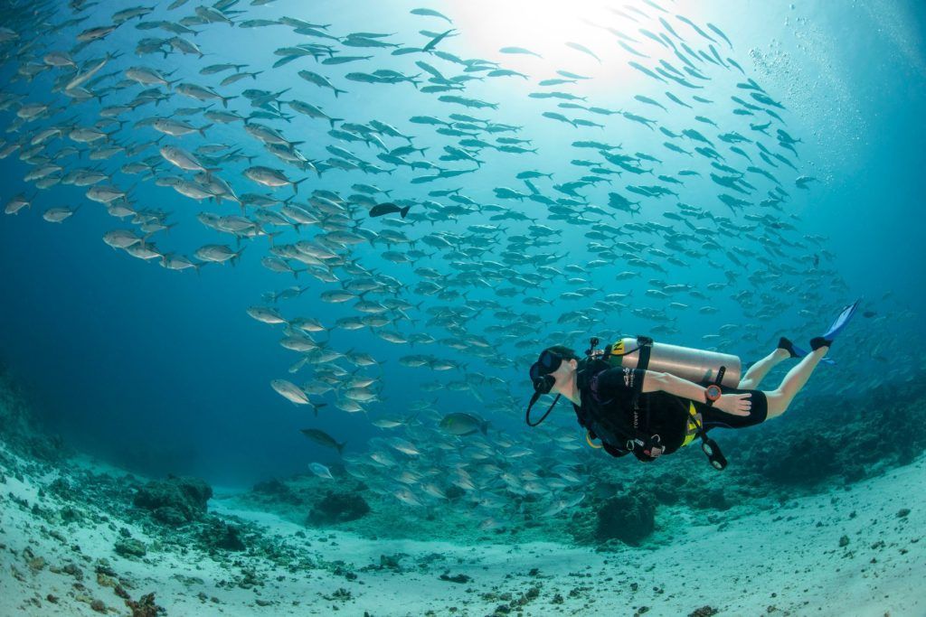 Diving in Palau