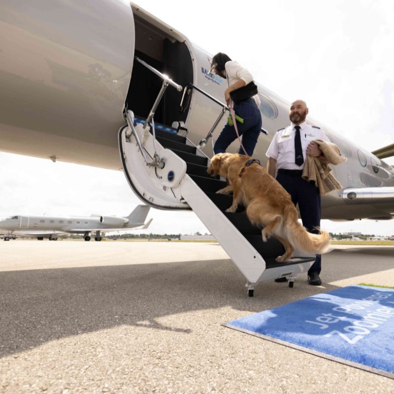 Flying Internationally With a Dog in the Cabin? Read This First - MSN