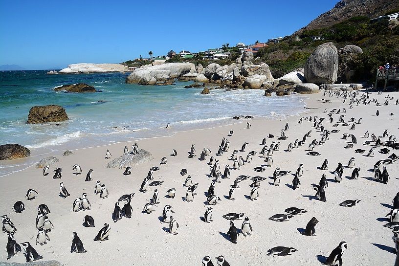 Penguins at Boulder Beach