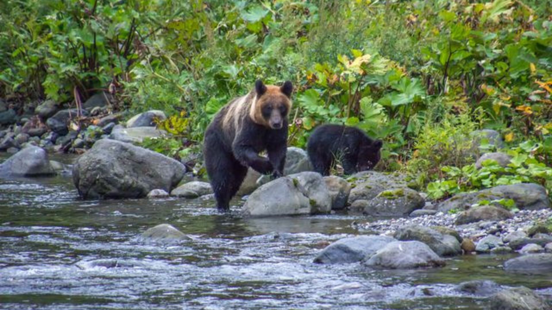 Bears