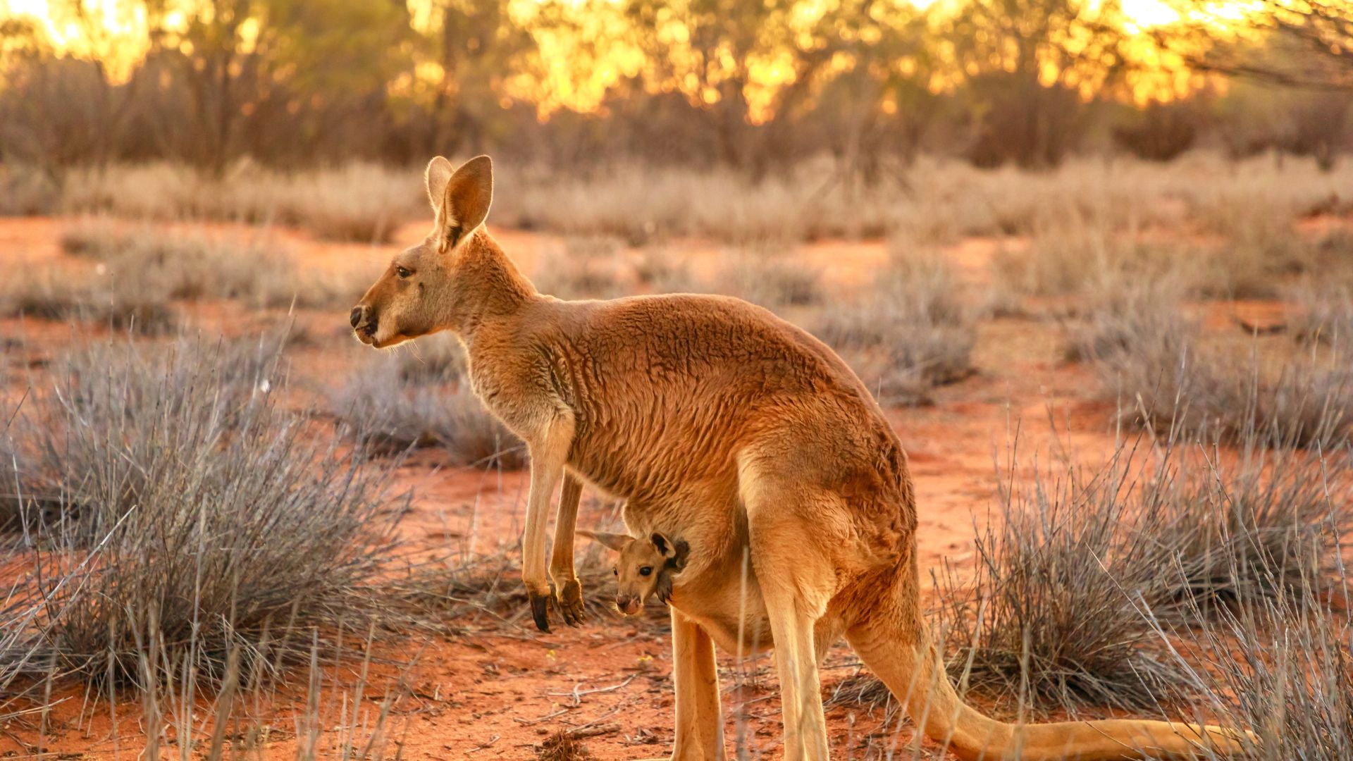 Kangaroo Sanctuary