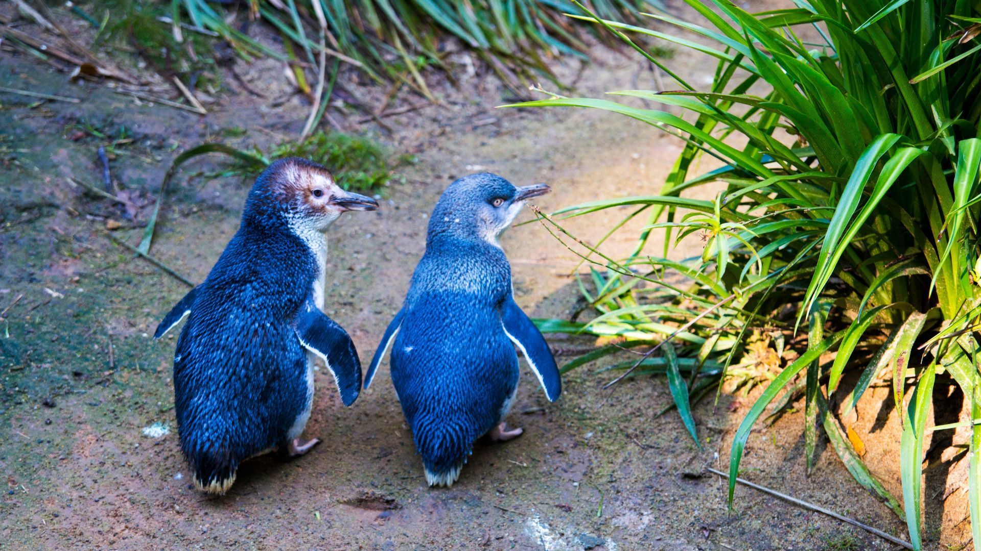 Penguins at Phillip Island