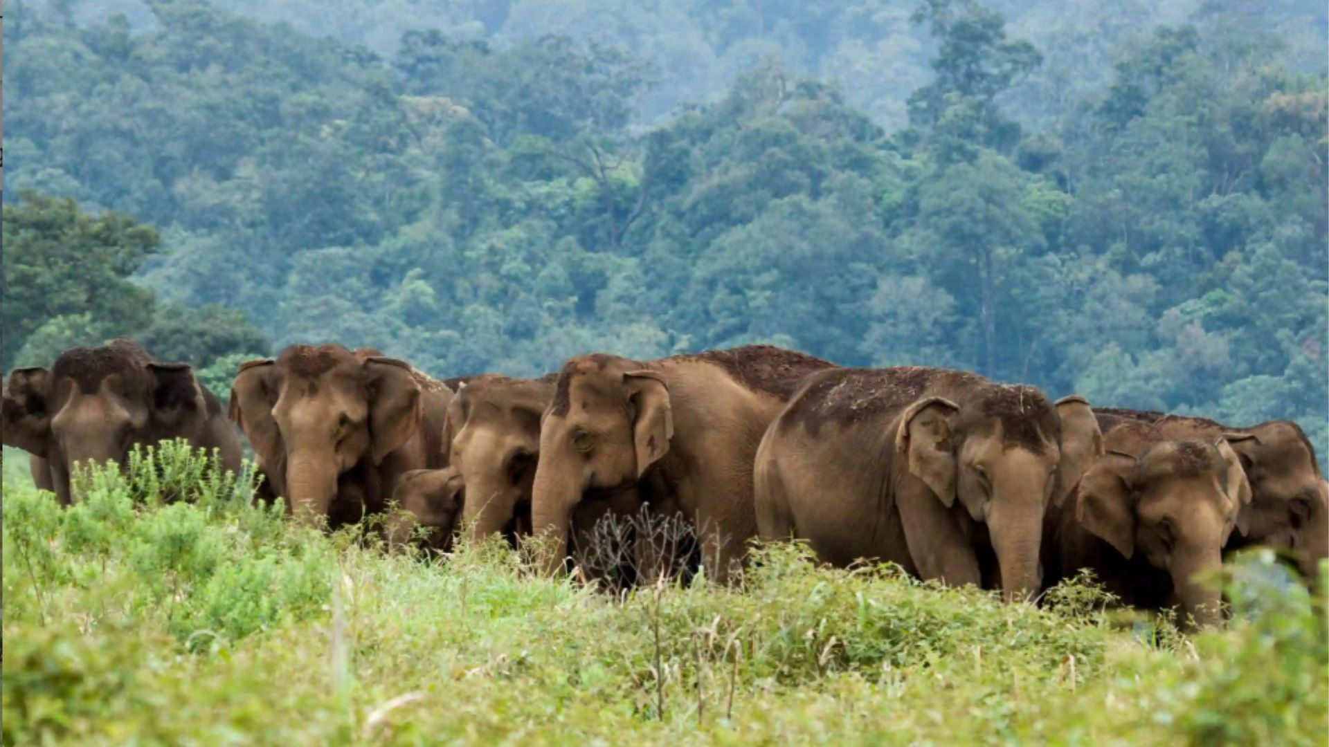 Periyar National Park