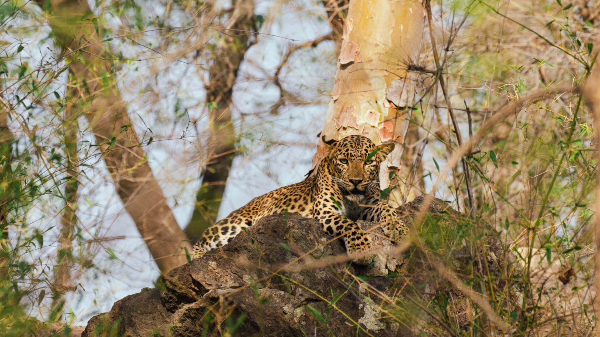 monsoon safari in india