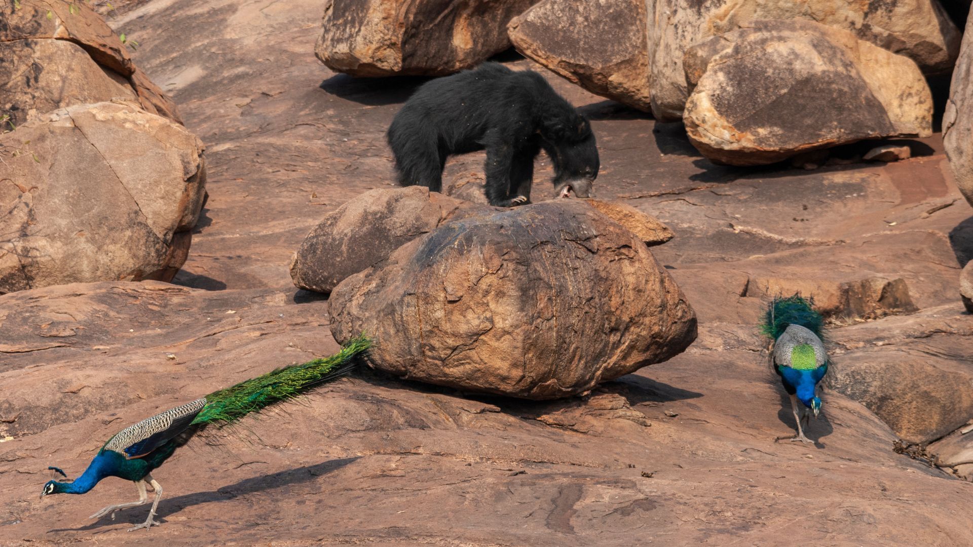 Bear Sanctuary