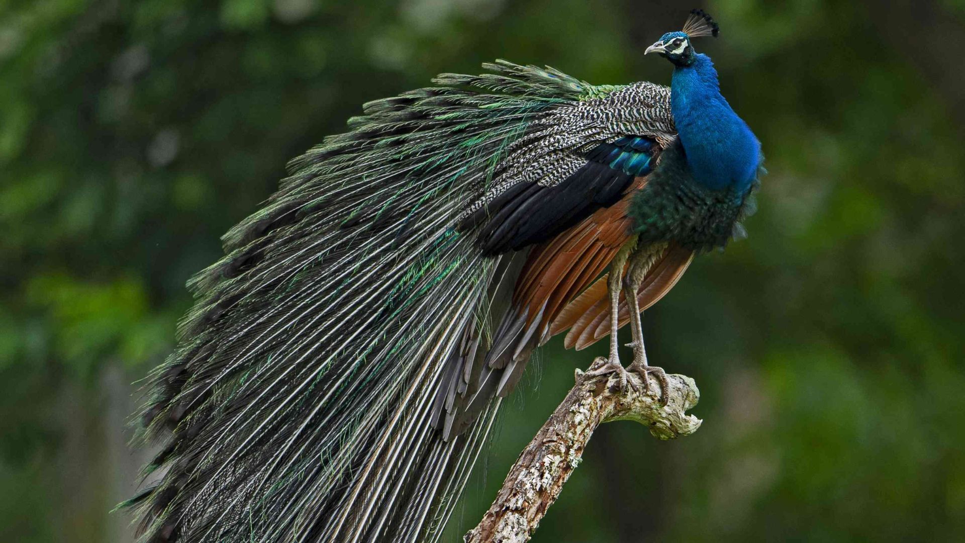Mudumalai Tiger Reserve