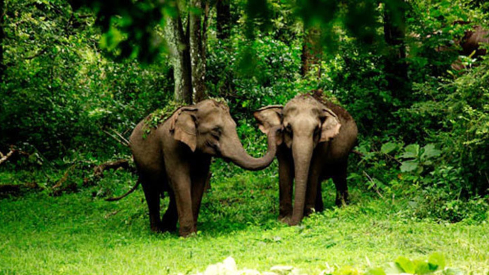 monsoon safari in india
