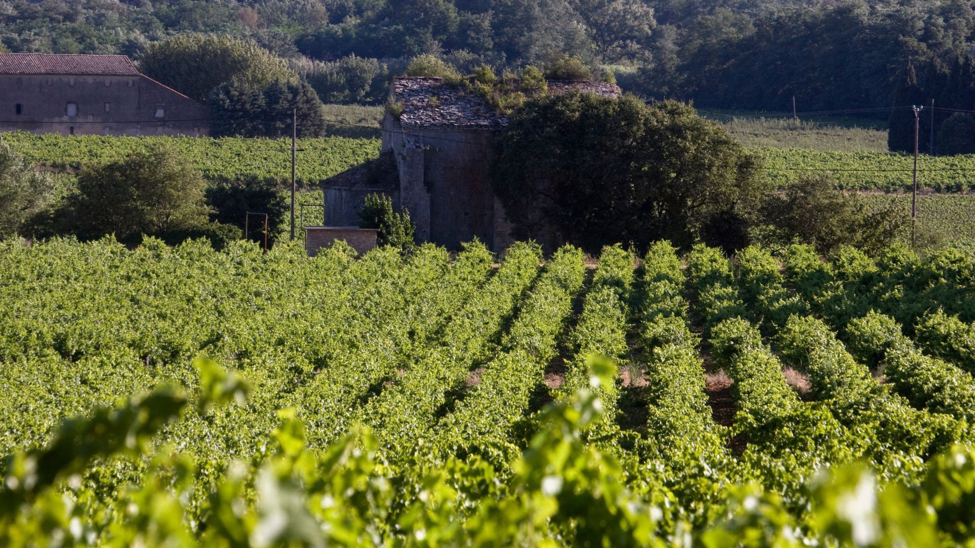Vineyards in France