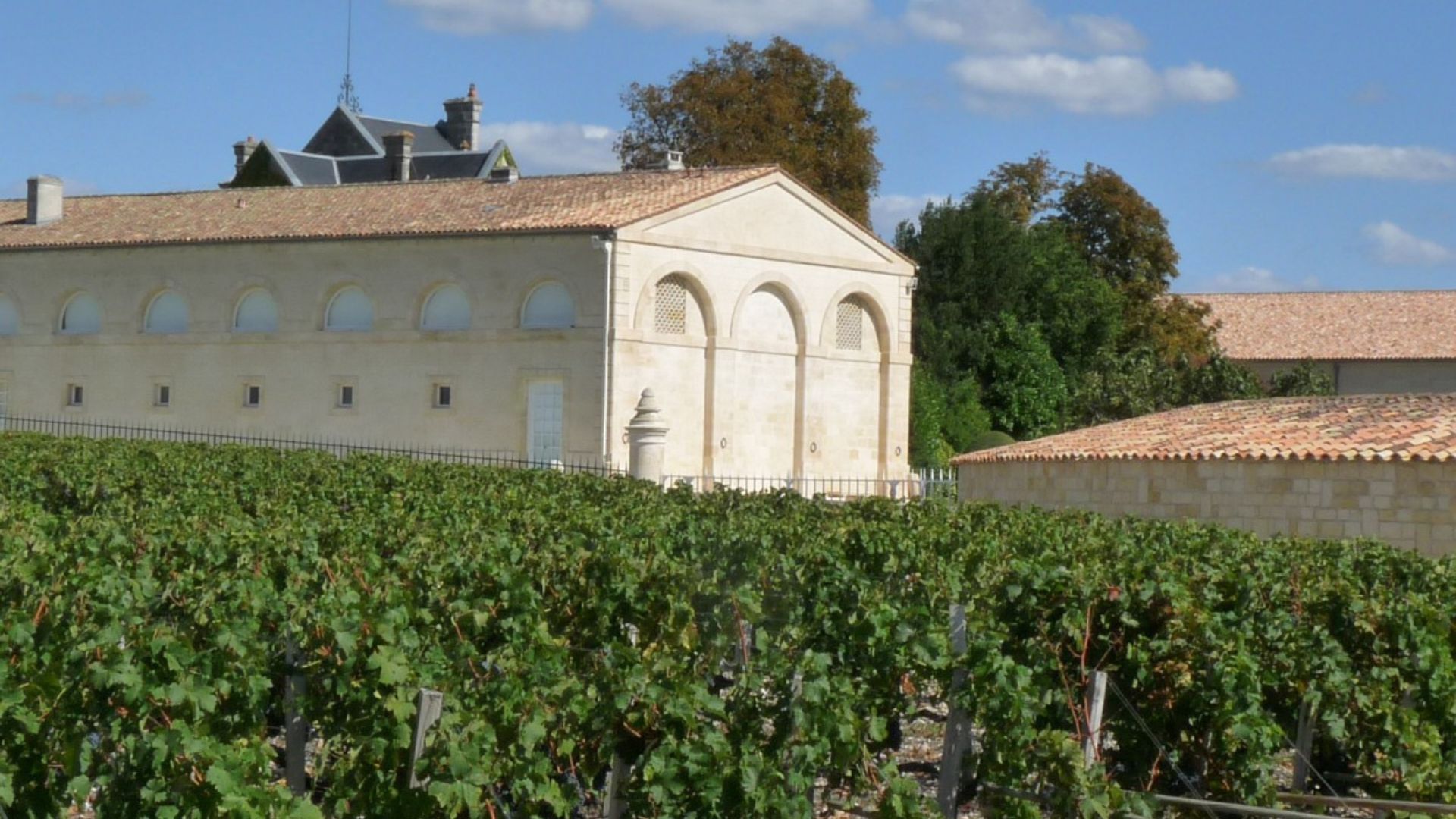 Vineyards in France