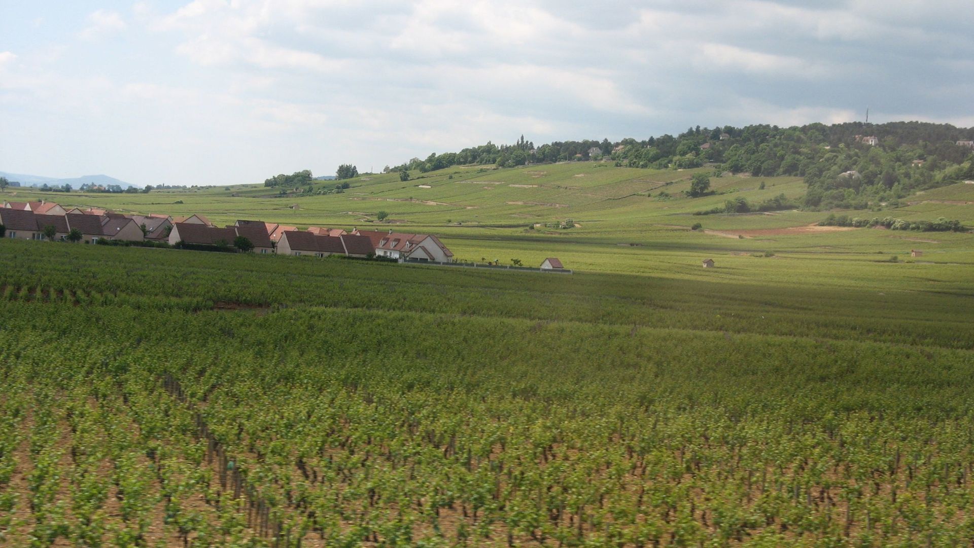 Vineyards in France