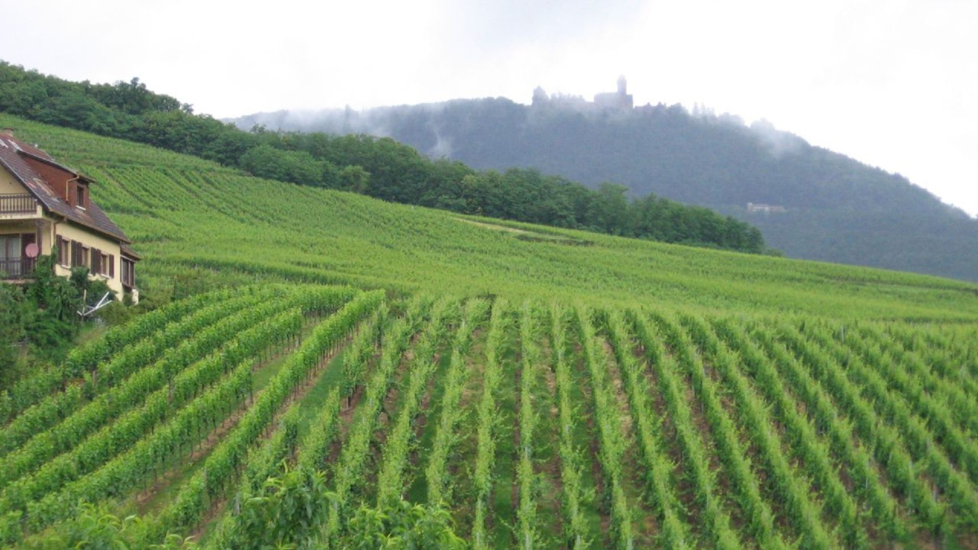 Vineyards in France