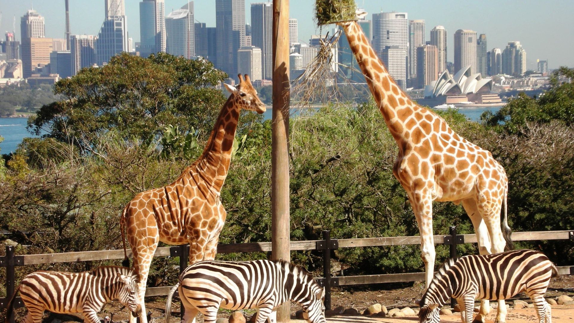 Taronga Zoo