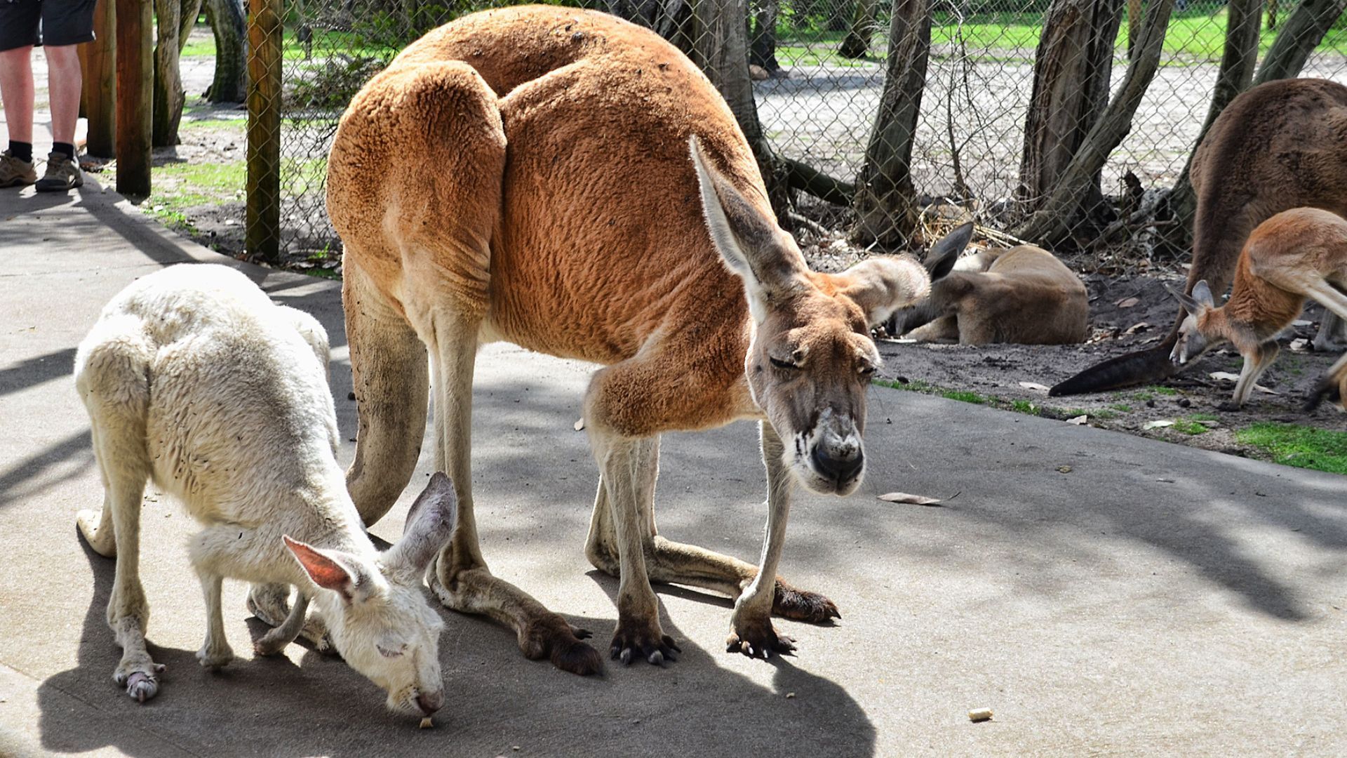 caversham wildlife park