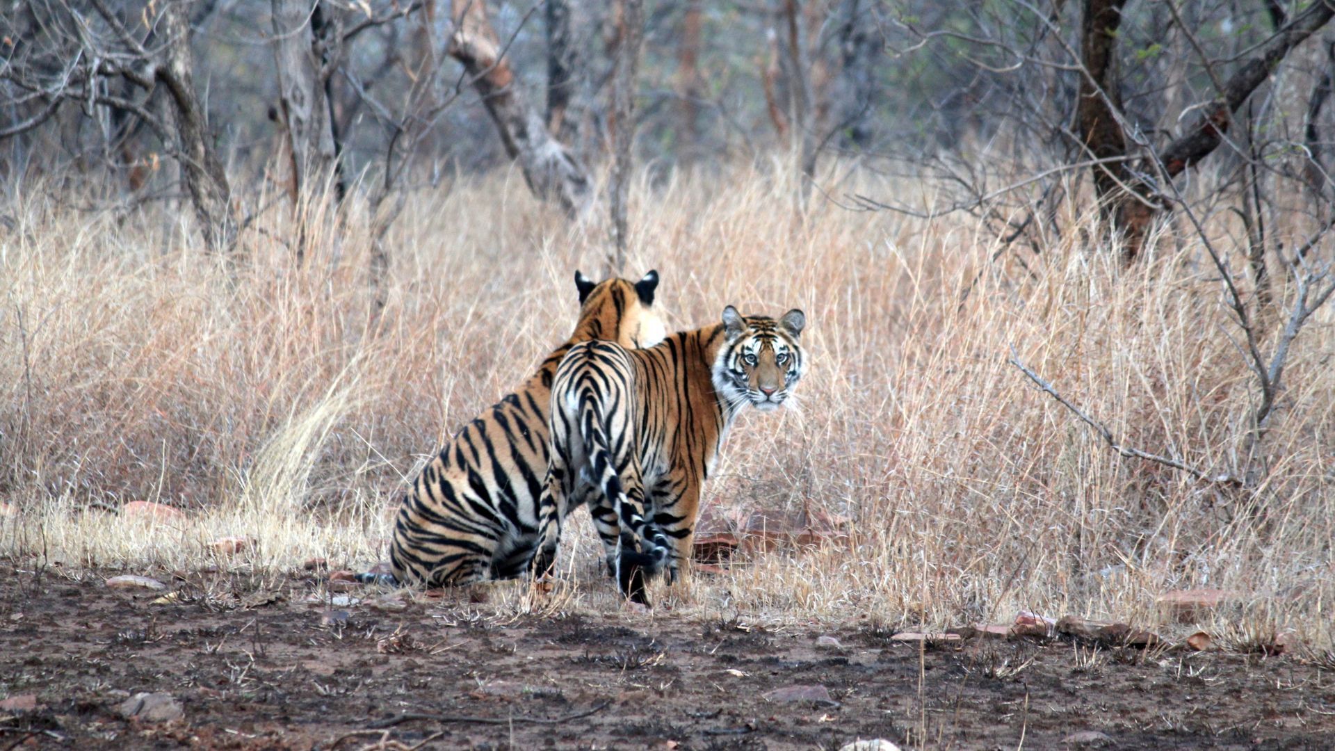 Tigers, Tribes And Terrains Of Panna National Park