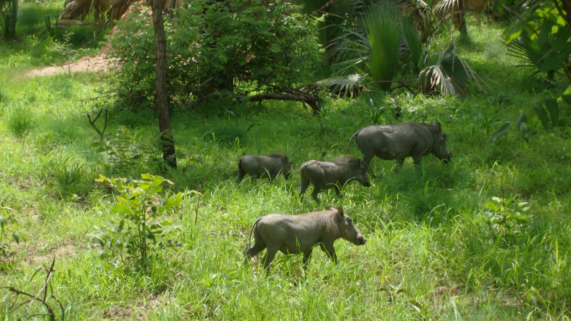 Niokolo-Koba National Park - senegal tourist places