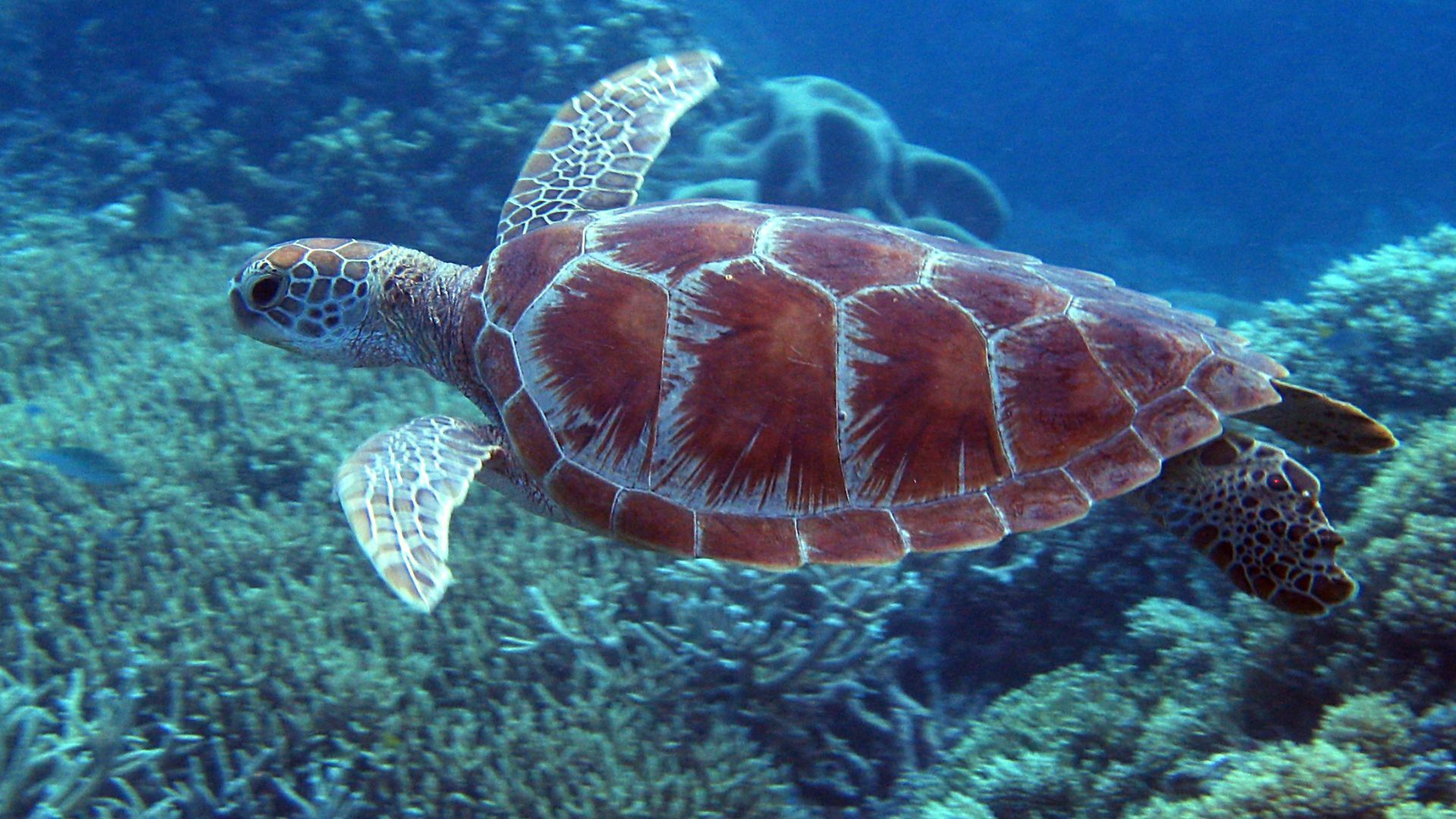 Great Barrier Reef