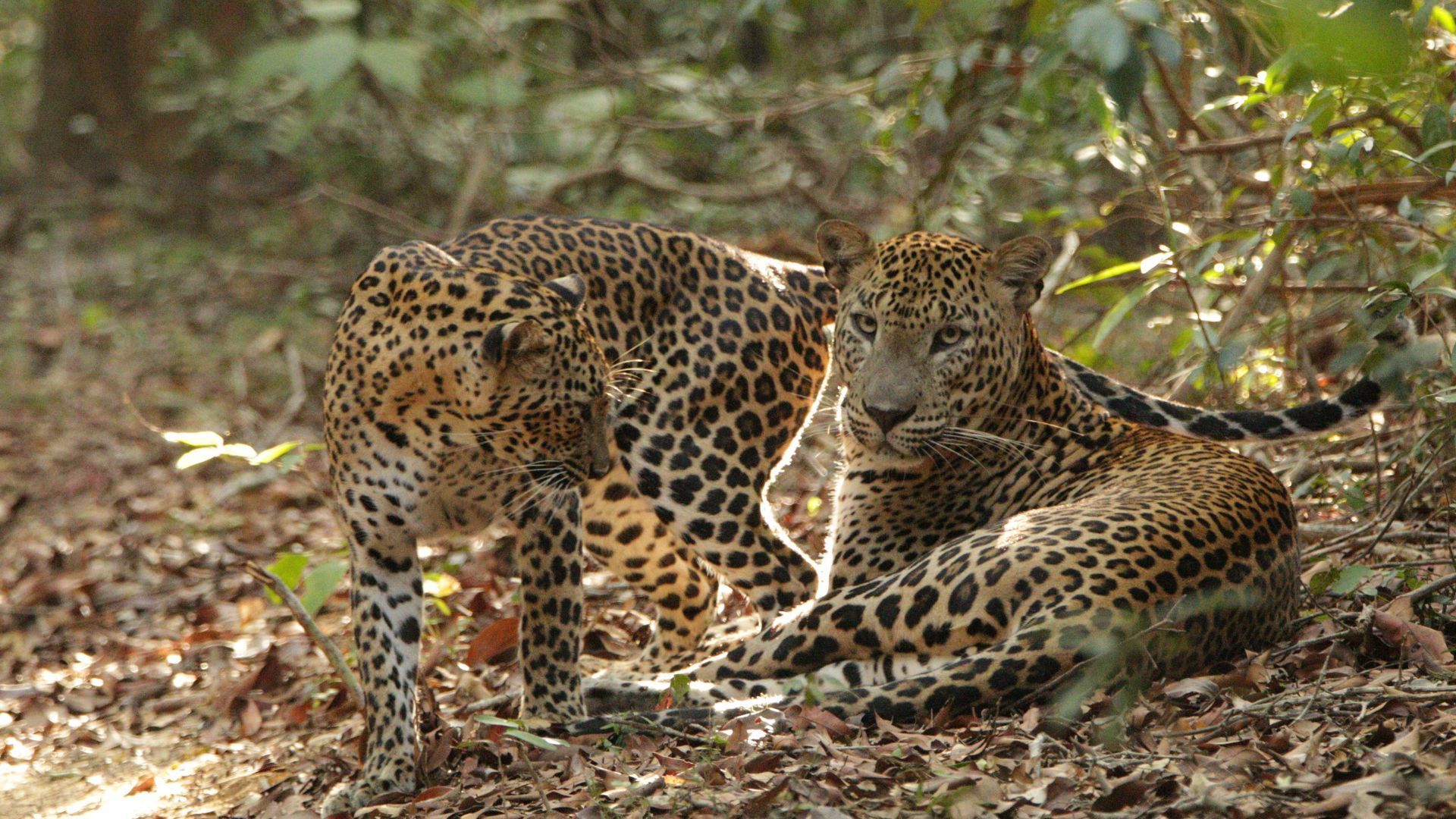 Wilpattu National Park