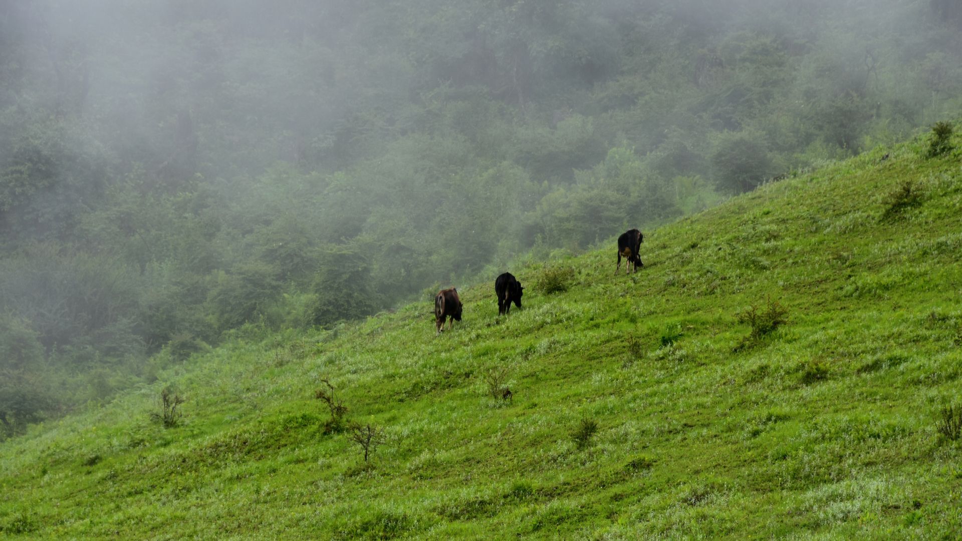Phobjikha Valley