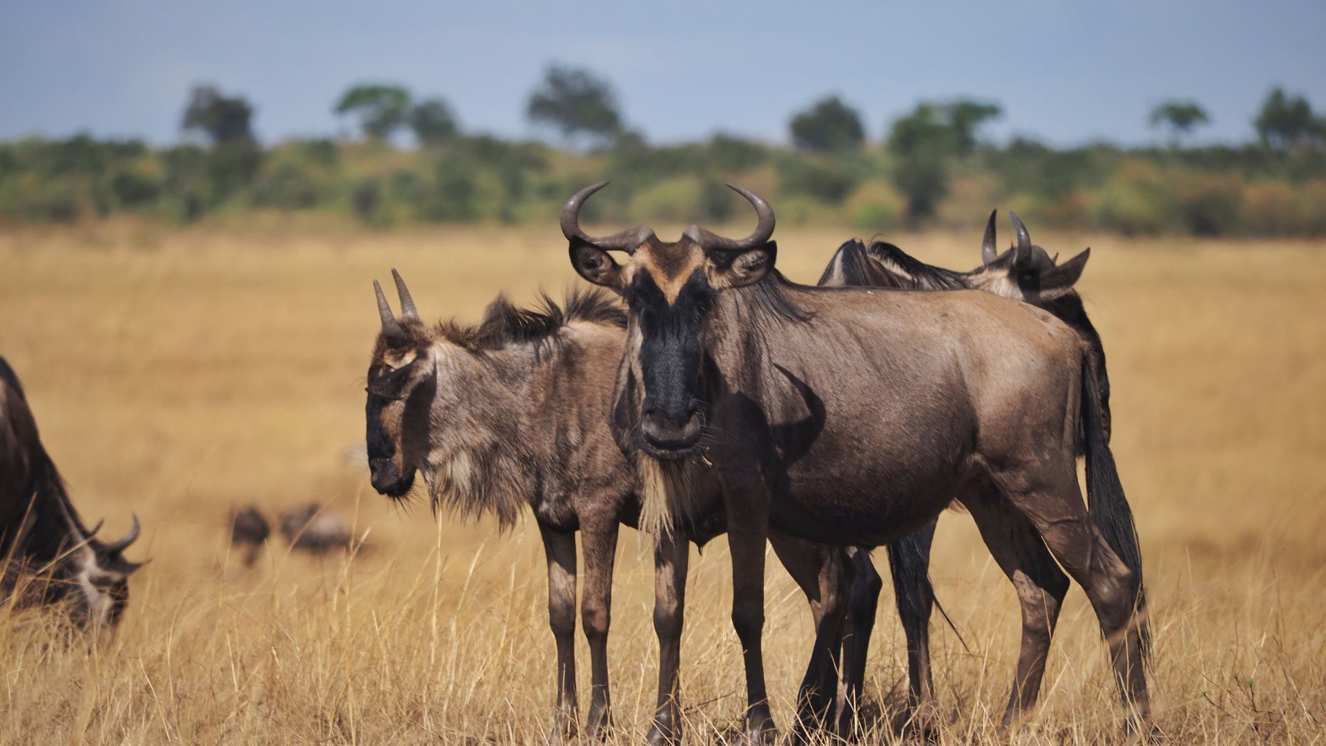 Wildbeest at Maasai Mara