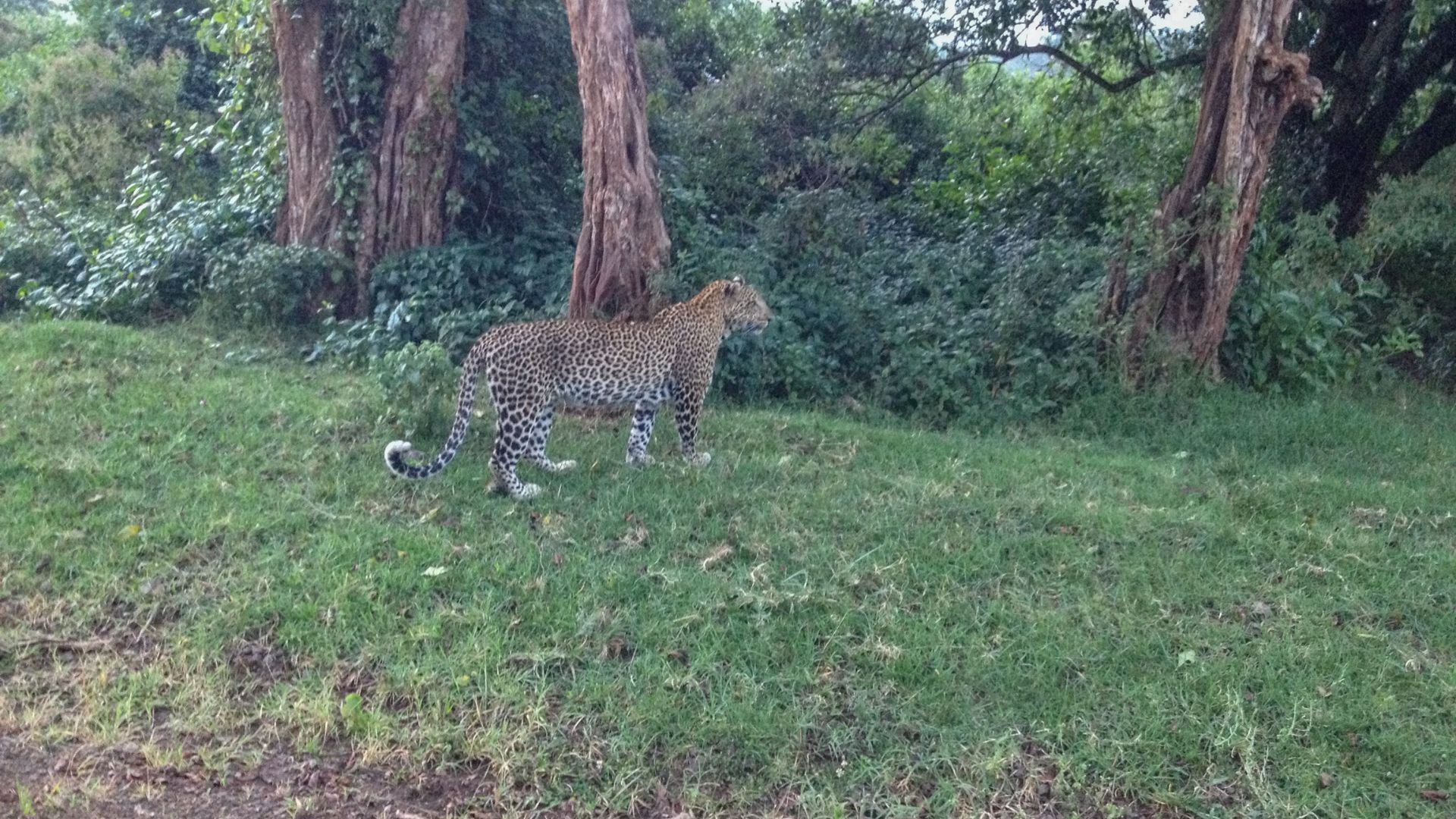kenya masai mara safari
