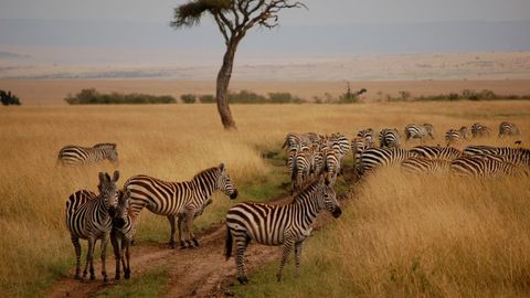 Kenya Believe It? We're Going On A Maasai Mara Safari!