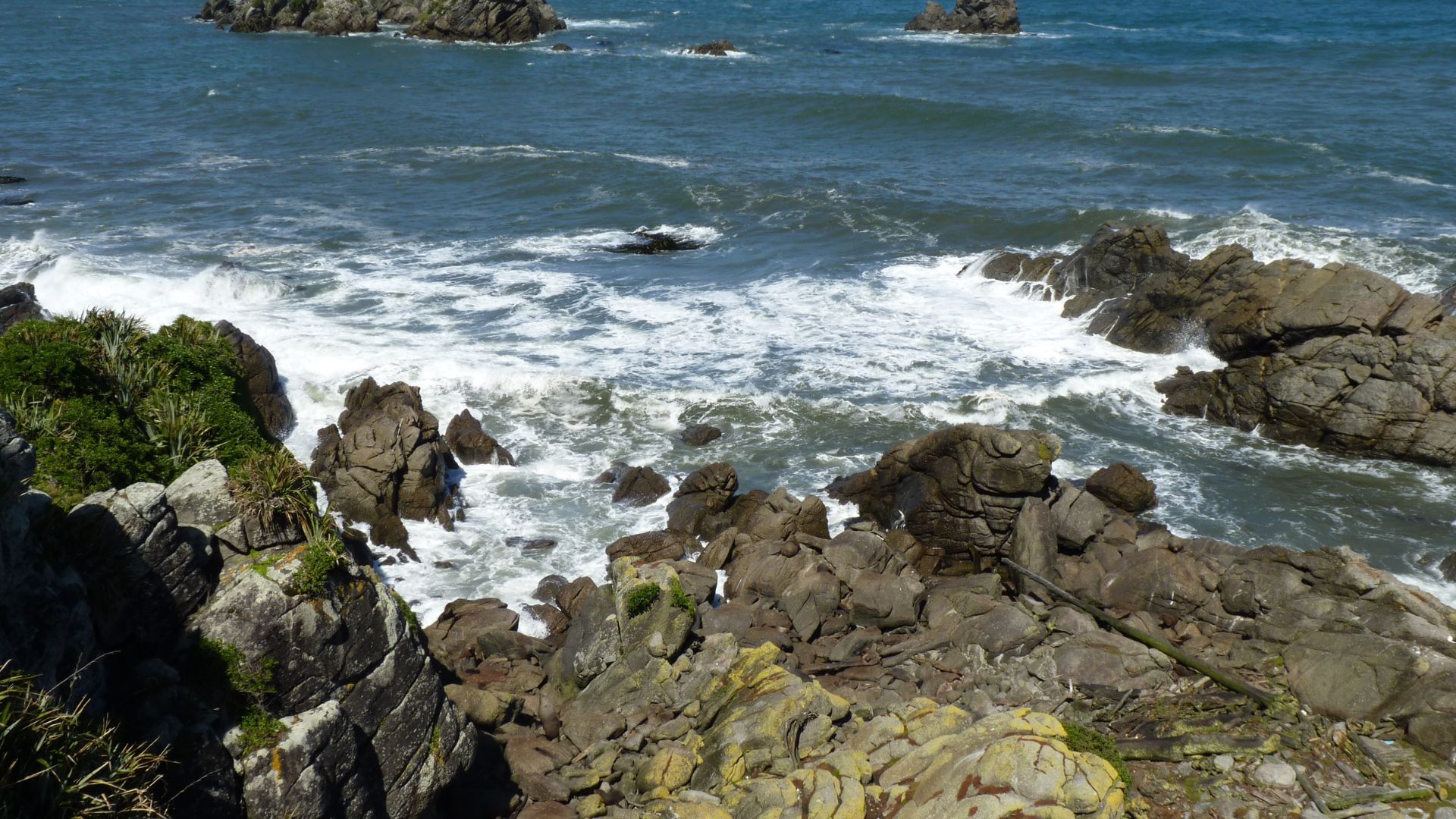 Tauranga Bay fur seal Colony