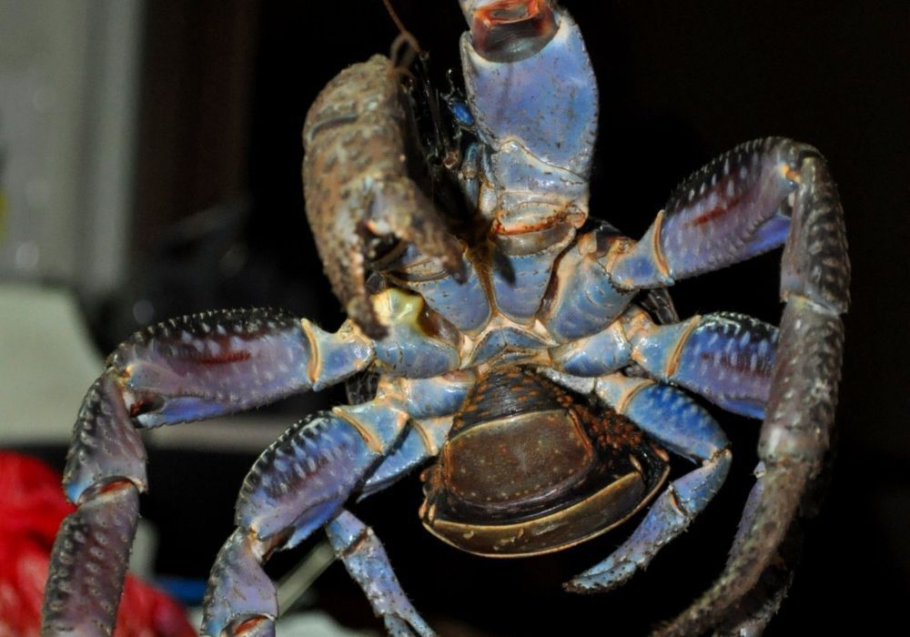 Coconut Crab