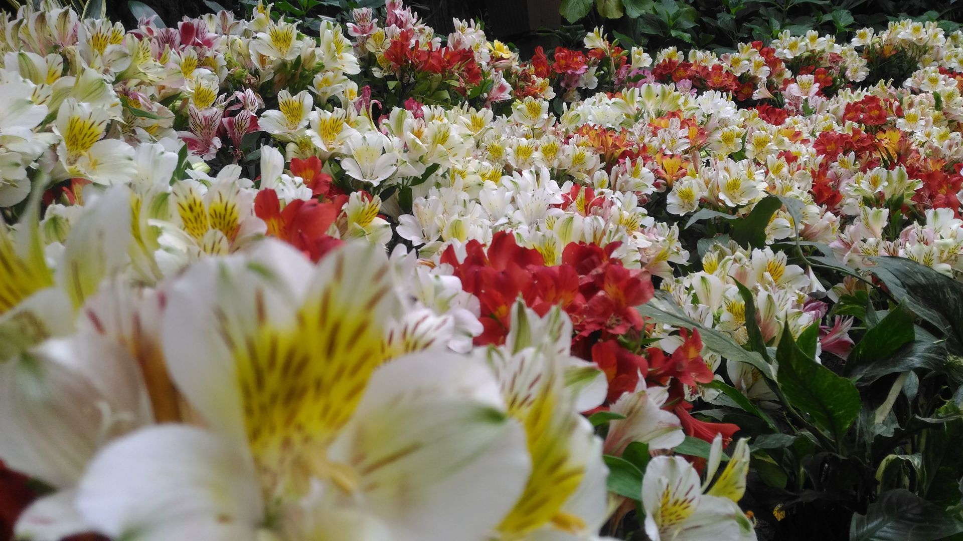 Flower Exhibition