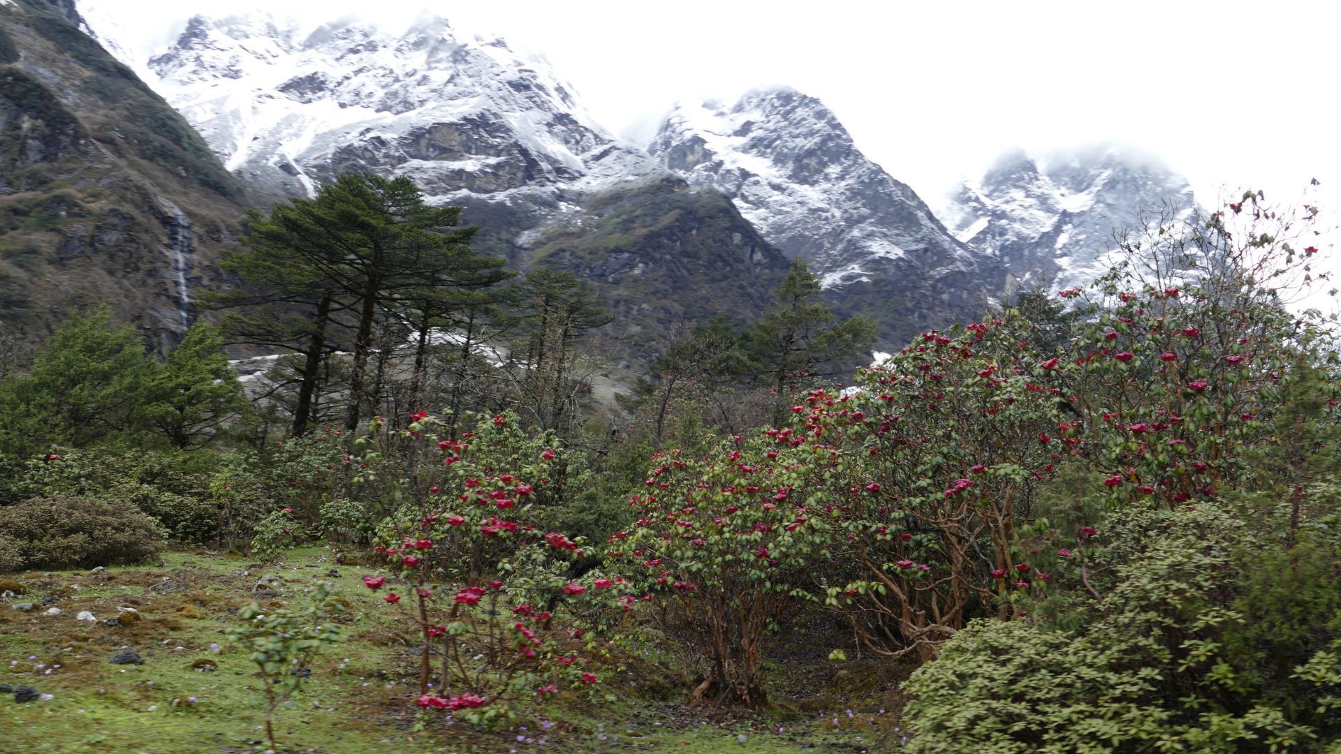 Shingba Rhododendron sanctuary