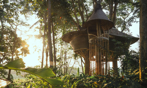 Green is Good. These Biophilic Hotels Invite the Outside In