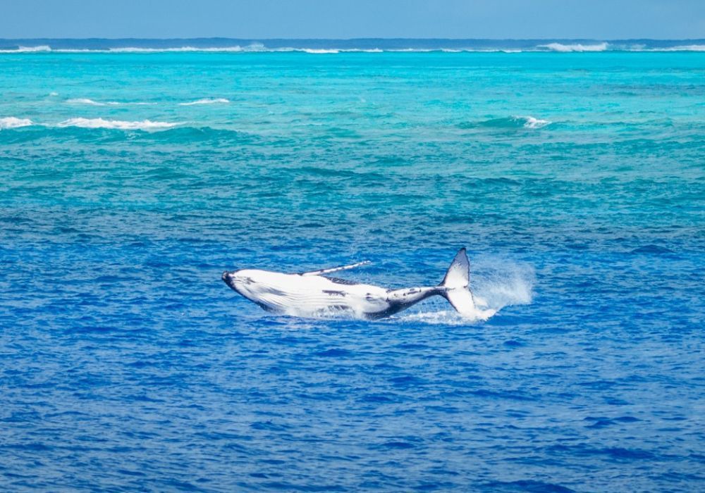 Whale