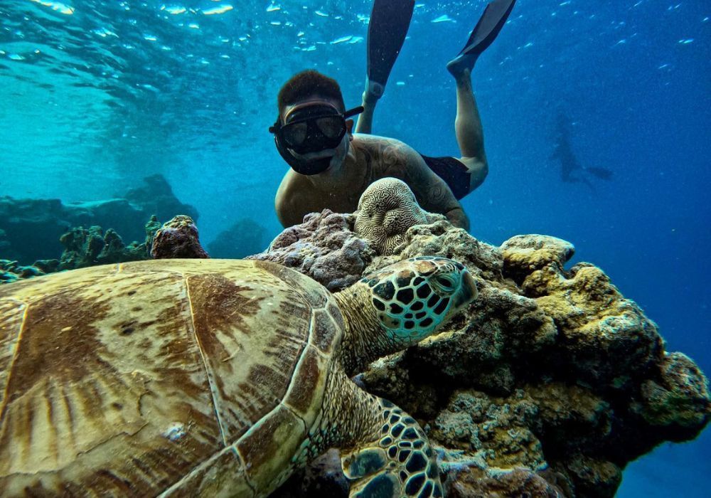 Swim with turtles