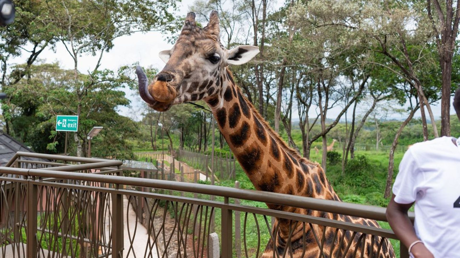 Giraffe Centre