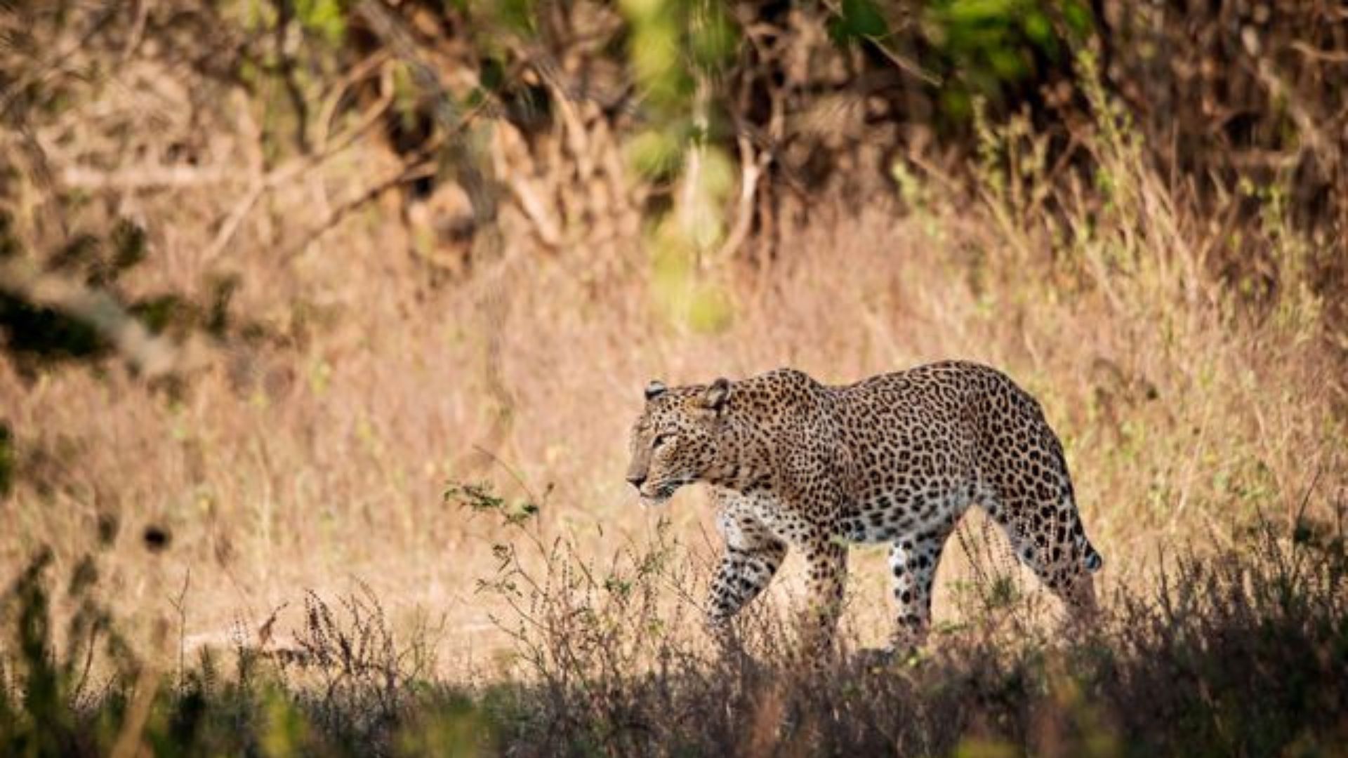 Yala National Park