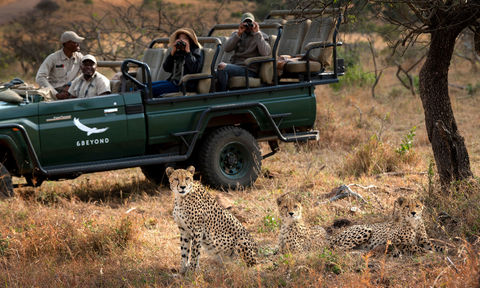 This Cheetah Safari in Phinda Delivers a Bucket List of Wildlife