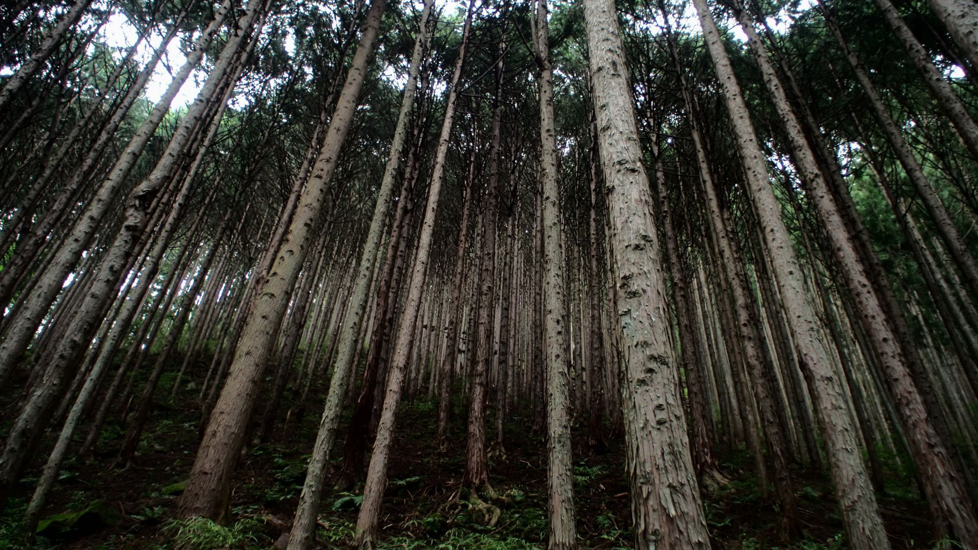 Japan forests