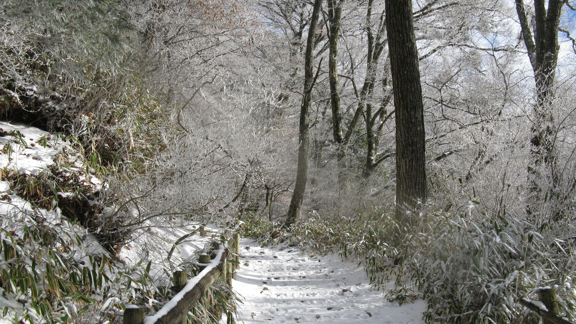 Mount Kongo Forest